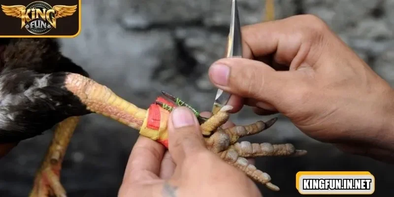 Dụng cụ được đeo vào chân tăng thêm khả năng sát thương